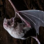 Dois morcegos vampiros agarram-se ao teto de uma caverna e olham para a câmera.