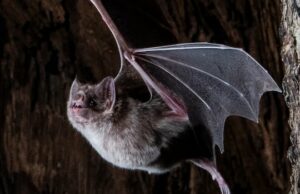 Morcegos vampiros são ‘pequenos ninjas’ que são realmente maravilhosos Dois morcegos vampiros agarram-se ao teto de uma caverna e olham para a câmera.