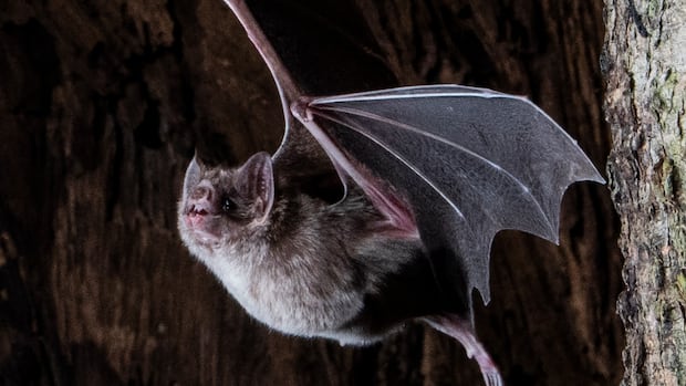 Morcegos vampiros são 'pequenos ninjas' que são realmente maravilhosos Dois morcegos vampiros agarram-se ao teto de uma caverna e olham para a câmera.