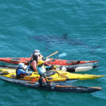 Um grupo de caiaques do mar da Austrália Ocidental ficou cara a cara com um grande tubarão branco de cinco metros pela segunda vez em quatro dias.