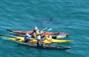 ‘Não de novo’: WA Kayakers sobrevive ao encontro próximo com enorme grande branco Um grupo de caiaques do mar da Austrália Ocidental ficou cara a cara com um grande tubarão branco de cinco metros pela segunda vez em quatro dias.
