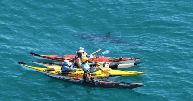 Um grupo de caiaques do mar da Austrália Ocidental ficou cara a cara com um grande tubarão branco de cinco metros pela segunda vez em quatro dias.
