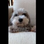 A Maltipoo dog laying down.