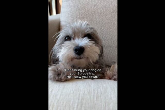 A Maltipoo dog laying down.