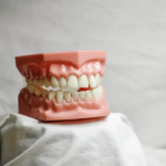 Novas pesquisas de células -tronco descobrem o sistema para regendo dentes derramados