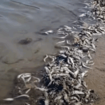 O Conselho declara a água segura para nadar após a morte de peixes