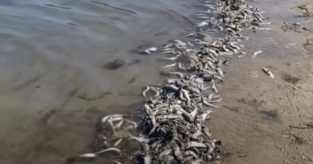 O Conselho declara a água segura para nadar após a morte de peixes

