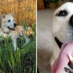 Dog adopted from humane society