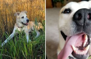 O animal de estimação cidadão mais antigo do Santuário é levado – depois disso, 9 anos depois, uma carta chega aqui Dog adopted from humane society