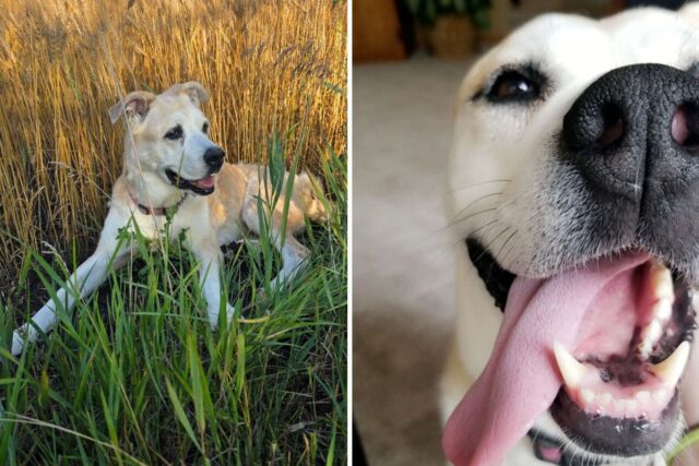 Dog adopted from humane society