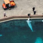 O governo federal federal rejeita a demanda da Marineland para exportar Belugas