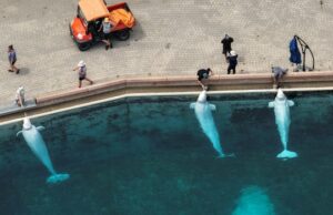 O governo federal federal rejeita a demanda da Marineland para exportar Belugas O governo federal federal rejeita a demanda da Marineland para exportar Belugas