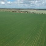 O martelo cai sobre a agregação do cinturão de trigo do norte e vai para a agricultura familiar