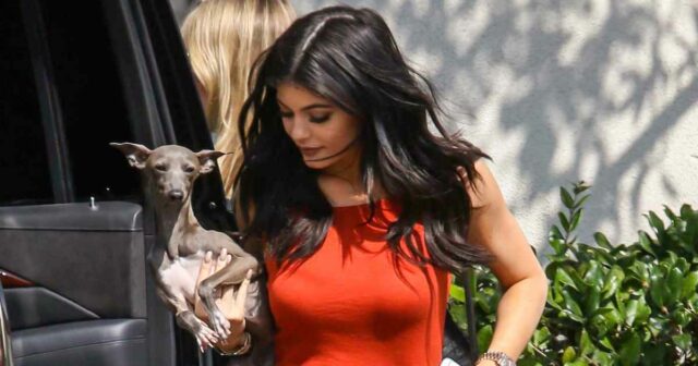Kylie Jenner apresenta novo cachorrinho: um guia para os cães Kardashian-Jenners