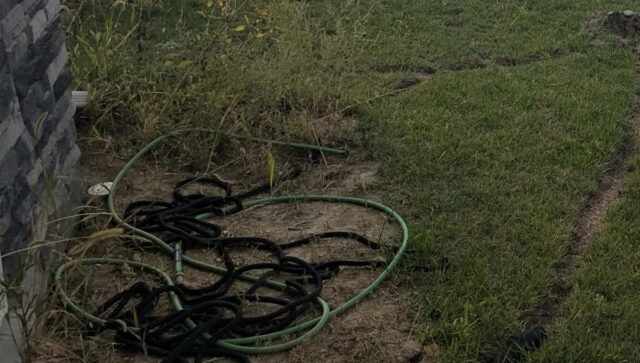 O proprietário da casa ficou cambaleando após um ato impressionante Uma postagem viral no Reddit capturou a devastação de um proprietário após descobrir que os vizinhos destruíram seu campo de girassóis enquanto estavam de férias.