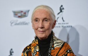 O que Jane Goodall disse sobre Donald Trump O que Jane Goodall disse sobre Donald Trump