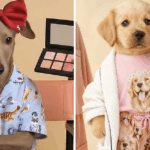Postagens mostrando os cães gerados por IA apresentados na campanha de Peter Alexander geraram muitas reações negativas no Instagram.