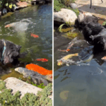 O que um canino faz quando vê peixes Koi no viveiro de peixes descongela corações