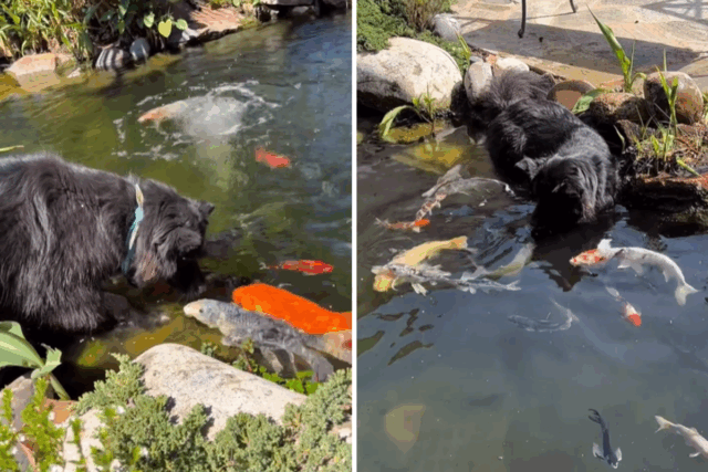 O que um canino faz quando vê peixes Koi no viveiro de peixes descongela corações 

