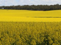 O rascunho da estratégia mapeia a visão futura da indústria de grãos da WA para a década O rascunho da estratégia mapeia a visão futura da indústria de grãos da WA para a década