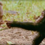 O trabalho de Jane Goodall está ajudando a aumentar nossa compreensão da natureza humana