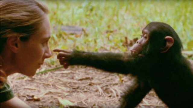 O trabalho de Jane Goodall está ajudando a aumentar nossa compreensão da natureza humana

