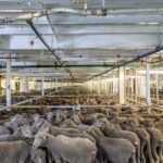 O vacilante comércio de ovelhas vivas na Austrália impulsiona os números das exportações da Somália