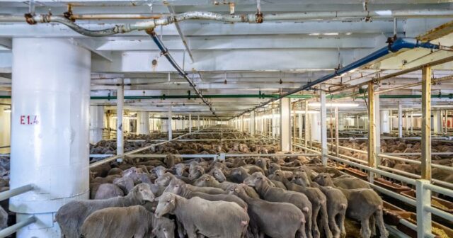 O vacilante comércio de ovelhas vivas na Austrália impulsiona os números das exportações da Somália

