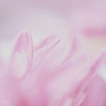 Leaker apóia relatórios de lentes de abertura variável do iPhone 18 Pro | Foto de uma flor com profundidade de campo extremamente rasa