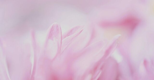 Leaker apóia relatórios de lentes de abertura variável do iPhone 18 Pro | Foto de uma flor com profundidade de campo extremamente rasa