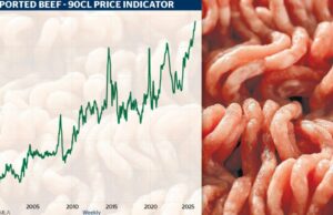 Onde novilhos acabados valem US$ 4.300 e estamos ganhando um pedaço da torta Onde novilhos acabados valem US$ 4.300 e estamos ganhando um pedaço da torta