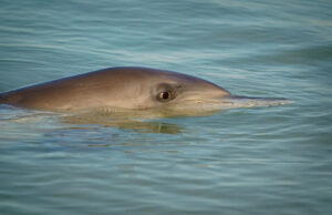 Os cientistas fazem exploração terrível depois de verificar os intestinos dos golfinhos- aqui está o que eles localizaram Yahoo news home