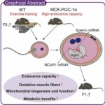 MicroRNAs de esperma: principais reguladores da transmissão paterna da capacidade de exercício