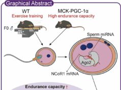 Os microRNAs espermato MicroRNAs de esperma: principais reguladores da transmissão paterna da capacidade de exercício