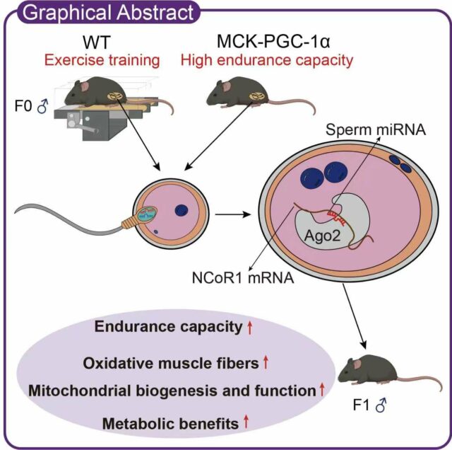 MicroRNAs de esperma: principais reguladores da transmissão paterna da capacidade de exercício