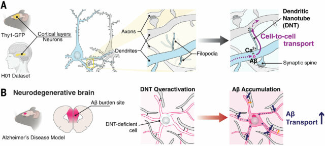 Os cientistas identificam uma nova rede nanotubular dendrítica no cérebro que pode contribuir para a doença de Alzheimer