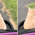 Os proprietários atendem às demandas exclusivas do felino no carrinho de bebê - mas ele tem várias outras estratégias