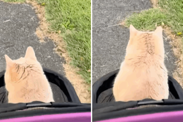 Os proprietários atendem às demandas exclusivas do felino no carrinho Os proprietários atendem às demandas exclusivas do felino no carrinho de bebê - mas ele tem várias outras estratégias