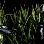 Os uniformes alternativos pretos de Nebraska são os principais tópicos da semana 10 no CFB