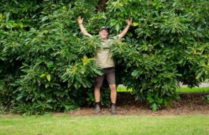 Ouro verde enquanto a região das Florestas do Sul se prepara para uma diversão incrível Ouro verde enquanto a região das Florestas do Sul se prepara para uma diversão incrível