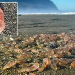 Pepinos-do-mar chegam aos milhares à costa na cidade costeira do Oregon