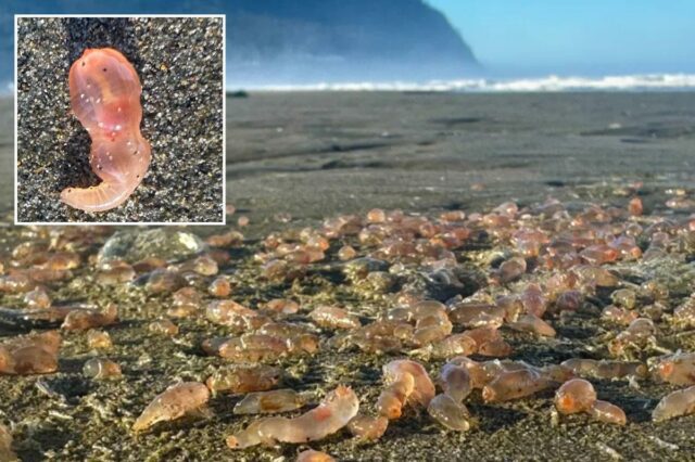Pepinos-do-mar chegam aos milhares à costa na cidade costeira do Oregon

