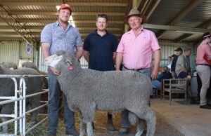 Pesos corporais pesados, quadros longos e um clipe de lã superior nos licitantes Pesos corporais pesados, quadros longos e um clipe de lã superior nos licitantes