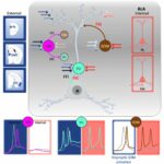 Cientistas descobrem que subgrupos de interneurônios regulam a aprendizagem e as respostas ao medo