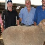 Poll Merino, em uma das canetas iniciais, define o tom para esta venda na propriedade