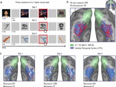 Por que nossa mente se concentra no que vemos: um novo estudo revela uma estrutura neural comum por trás do entendimento usual Por que nosso cérebro concorda com o que vemos: novo estudo revela estrutura neural compartilhada por trás de nossas percepções comuns
