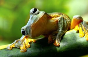 Por que você deve ‘consumir o sapo’ primeiro ponto de manhã Por que você deve 'consumir o sapo' primeiro ponto de manhã