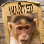 Macaco Want4ed Getty Comp