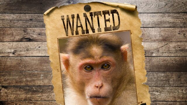 Possível avistamento de macaco quase 3 dias após acidente de Macaco Want4ed Getty Comp