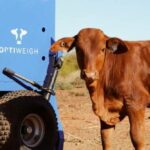 Preparar as bases para o desmame precoce para maximizar os retornos no Pilbara